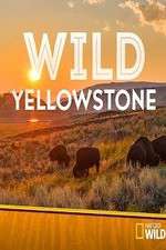 Watch Wild Yellowstone Movie2k