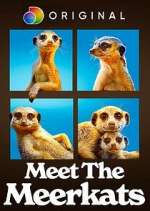 Watch Meet the Meerkats Movie2k